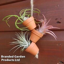 Air Plant Mini Pots On Rope -EcoFlora Sales Shop AIRP MINIROPE3 S45969