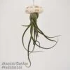 Airplant (Tillandsia) In Sea Urchin -EcoFlora Sales Shop AIRP SEAURCH1