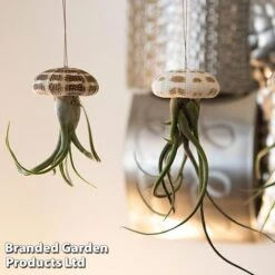 Airplant (Tillandsia) In Sea Urchin -EcoFlora Sales Shop AIRP SEAURCH3