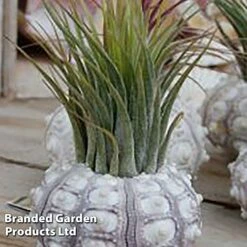 Air Plant (Tillandsia) In Sputnik Sea Urchin -EcoFlora Sales Shop AIRP SEAURCHIN S45970
