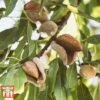 Almond 'Robijn' -EcoFlora Sales Shop ALMO DWW3661 B1
