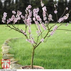 Almond 'Robijn' -EcoFlora Sales Shop ALMO DWW3661 E