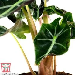 Alocasia X Amazonica -EcoFlora Sales Shop ALO KB1116 B