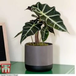 Alocasia X Amazonica -EcoFlora Sales Shop ALO KB1116 C