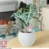 Alocasia X Amazonica -EcoFlora Sales Shop ALO KB1116 D