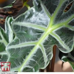 Alocasia X Amazonica -EcoFlora Sales Shop ALO KB1116 E
