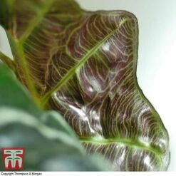 Alocasia X Amazonica -EcoFlora Sales Shop ALO KB1116 F