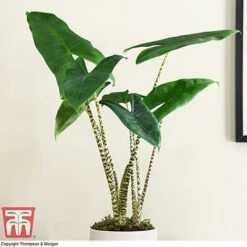 Alocasia Zebrina 8 Alocasia Zebrina -EcoFlora Sales Shop ALOC WKB5018 B