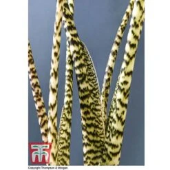 Alocasia Zebrina 10 Alocasia Zebrina -EcoFlora Sales Shop ALOC WKB5018 D