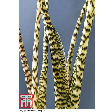 Alocasia Zebrina 6 Alocasia Zebrina - Image 4