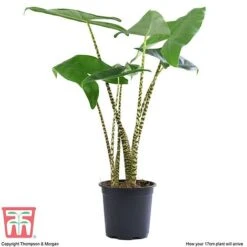 Alocasia Zebrina 11 Alocasia Zebrina -EcoFlora Sales Shop ALOC WKB5018 E