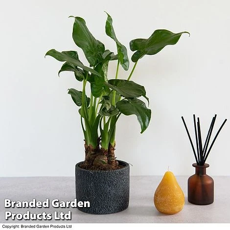 Alocasia Cucullata In Stone Ceramic 4 Alocasia Cucullata In Stone Ceramic - Image 2