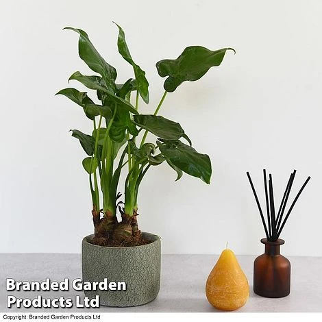 Alocasia Cucullata In Stone Ceramic 5 Alocasia Cucullata In Stone Ceramic - Image 3