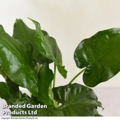 Alocasia Cucullata In Stone Ceramic 9 Alocasia Cucullata In Stone Ceramic -EcoFlora Sales Shop ALOC CUCULLATA T39662