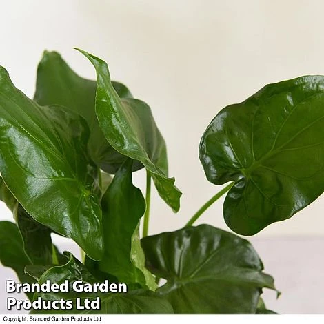 Alocasia Cucullata In Stone Ceramic 6 Alocasia Cucullata In Stone Ceramic - Image 4