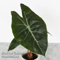 Alocasia Cuprea Mix -EcoFlora Sales Shop ALOC CUPREAMIX KF0872 B