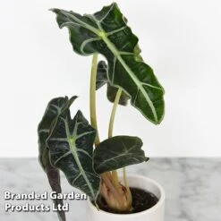 Alocasia Cuprea Mix -EcoFlora Sales Shop ALOC CUPREAMIX KF0872 C