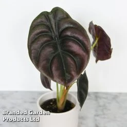 Alocasia Cuprea Mix -EcoFlora Sales Shop ALOC CUPREAMIX KF0872 D