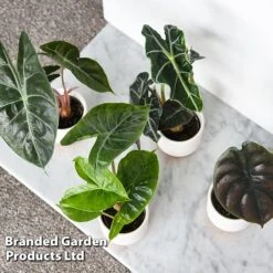 Alocasia Cuprea Mix -EcoFlora Sales Shop ALOC CUPREAMIX KF0872 F