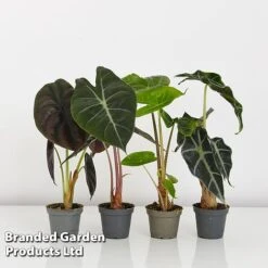 Alocasia Cuprea Mix -EcoFlora Sales Shop ALOC CUPREAMIX KF0872 G