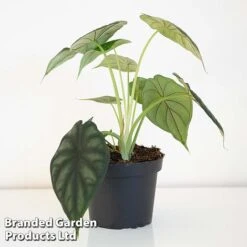 Alocasia 'Dragon Scale' -EcoFlora Sales Shop ALOC DRAGON1