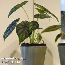 Alocasia 'Dragon Scale' -EcoFlora Sales Shop ALOC DRAGON3