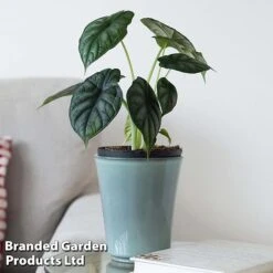 Alocasia 'Dragon Scale' -EcoFlora Sales Shop ALOC DRAGON4