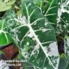 Alocasia Cuprea 'Frydek Variegata' -EcoFlora Sales Shop ALOC FRYDEKVAR W50468