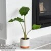 Alocasia 'Portodora' -EcoFlora Sales Shop ALOC PORTODORA T52510