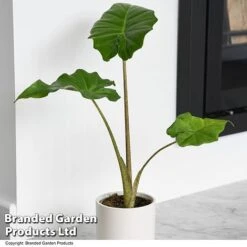 Alocasia 'Portodora' -EcoFlora Sales Shop ALOC PORTODORA T52511