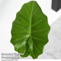 Alocasia 'Portodora' -EcoFlora Sales Shop ALOC PORTODORA T52512