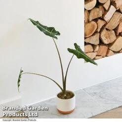 Alocasia 'Sarian' -EcoFlora Sales Shop ALOC SARIAN T52115