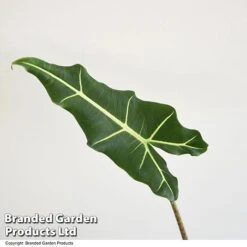 Alocasia 'Sarian' -EcoFlora Sales Shop ALOC SARIAN T52118
