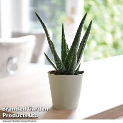 De-humidifying House Plant Collection -EcoFlora Sales Shop ALOE VERA10 T08176