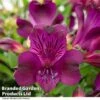 Alstroemeria 'Inticancha Paraiso' -EcoFlora Sales Shop ALST PARAISO T41011