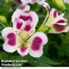 Alstroemeria 'Inticancha Passion'