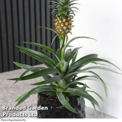 Pineapple Plant -EcoFlora Sales Shop ANAN PINEAPPLE A2
