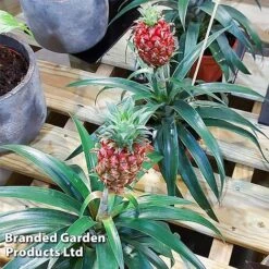 Pineapple Plant 'Rosita' -EcoFlora Sales Shop ANAN PINEAPPLE WKF1190