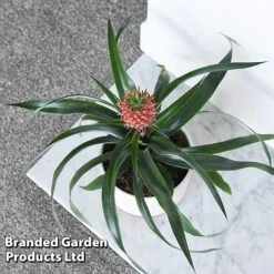 Pineapple Plant 'Rosita' -EcoFlora Sales Shop ANAN ROSITAPIN T43901