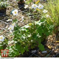 Anemone X Hybrida 'Honorine Jobert' 11 Anemone X Hybrida 'Honorine Jobert' -EcoFlora Sales Shop ANEM 58296 A1