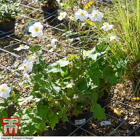 Anemone X Hybrida 'Honorine Jobert' 5 Anemone X Hybrida 'Honorine Jobert' - Image 3