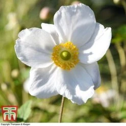 Anemone X Hybrida 'Honorine Jobert' 14 Anemone X Hybrida 'Honorine Jobert' -EcoFlora Sales Shop ANEM 58296 A4