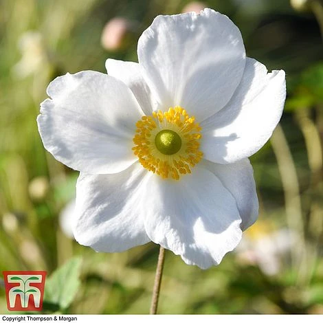 Anemone X Hybrida 'Honorine Jobert' 8 Anemone X Hybrida 'Honorine Jobert' - Image 6