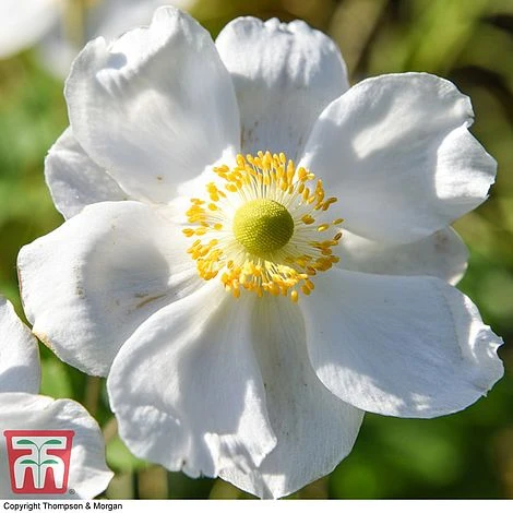 Anemone X Hybrida 'Honorine Jobert' 9 Anemone X Hybrida 'Honorine Jobert' - Image 7