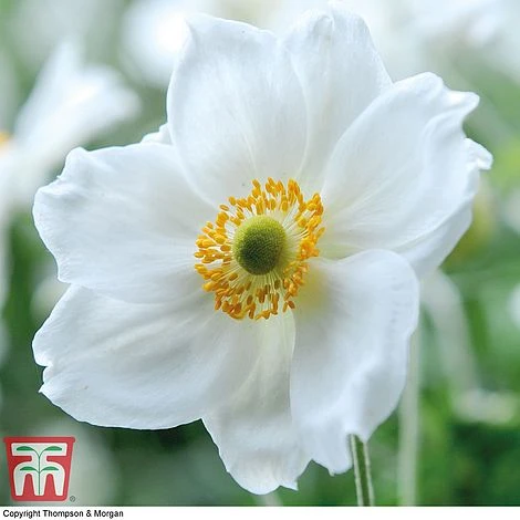 Anemone X Hybrida 'Honorine Jobert' 3 Anemone X Hybrida 'Honorine Jobert'