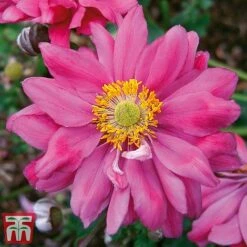 Anemone Hupehensis Var. Japonica 'Prinz Heinrich'