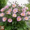 Anemone Hupehensis 'Pocahontas' (Fantasy Series) -EcoFlora Sales Shop ANEM FANPOC
