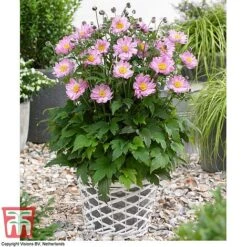 Anemone Hupehensis 'Pocahontas' (Fantasy Series) -EcoFlora Sales Shop ANEM FANPOC3