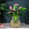 Anthurium Aqua In Sierglass -EcoFlora Sales Shop ANTH KB3998 A1