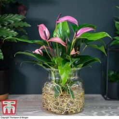 Anthurium Aqua In Sierglass